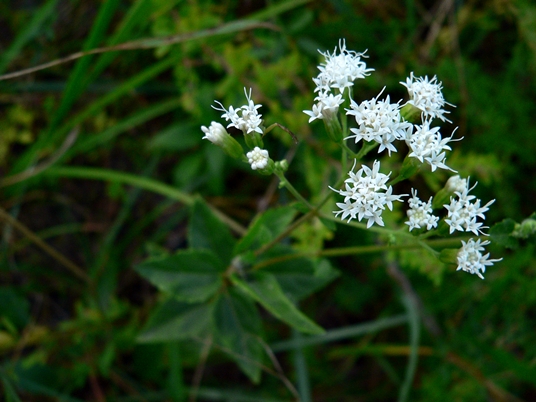 {Ageratina aromatica}